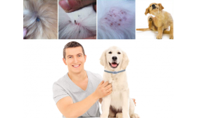 Collier naturel pour Chien contre les puces et les tiques Propriétaire heureux et chien avec collier anti-puces, montrant son efficacité contre les irritations et infestations.