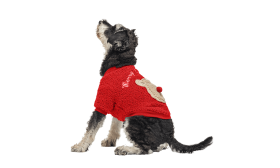 Manteau de Noël rouge pour chien avec boutons, design ours en peluche au dos, lavable, pour l'hiver et l'automne.