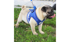 Gilet Harnais Réfléchissant pour Chien avec Laisse Harnais réfléchissant bleu pour chien avec laisse assortie, tissu léger et respirant pour plus de confort.