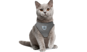 Harnais gris réfléchissant pour chat avec laisse assortie, élégant et sans couture, en nylon de qualité, pratique.