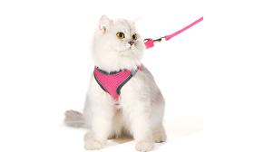 Harnais Pour Chats Harnais réfléchissant rose pour chat avec laisse assortie, ajustable et léger, 140 cm, pour confort et visibilité.
