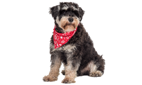 Bandana rouge pour chien, cœur et baisers blancs, parfait pour la Saint-Valentin, léger et respirant.