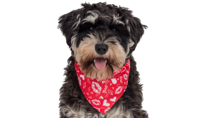 Bandana rouge pour chien, cœur et baisers blancs, parfait pour la Saint-Valentin, coton de qualité pour confort.