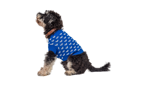 Chien portant un pull bleu cosy avec motifs de cœurs blancs, parfait pour la chaleur et le style élégant.