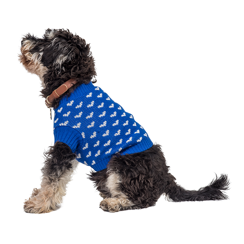 Pull à Motif Cœur pour Chiens Chien portant un pull bleu cosy avec motifs de cœurs blancs, parfait pour la chaleur et le style élégant.