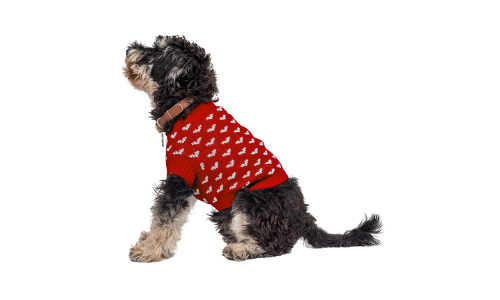 Chien portant un pull rose cosy avec motifs de cœurs blancs, parfait pour la chaleur et le style élégant.