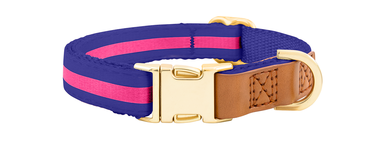 Collier pour Chien avec Boucle Dorée Collier chien bleu avec boucle métal dorée ajustable, 33-55 cm x 2 cm, avec anneau en D pour attacher la laisse.