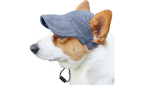 Corgi portant un chapeau de sport bleu respirant, léger, pour se protéger du soleil lors des sorties estivales.