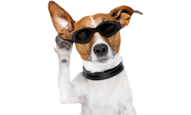Lunettes de Soleil Élégantes pour Chien avec Protection UV Lunettes de soleil noires pour chien, protection UV, verres teintés, look stylé, pliables et portables.