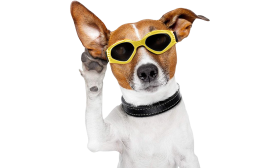 Lunettes de Soleil Élégantes pour Chien avec Protection UV Lunettes de soleil jaunes pour chien, protection UV, verres teintés, look stylé, pliables et portables.
