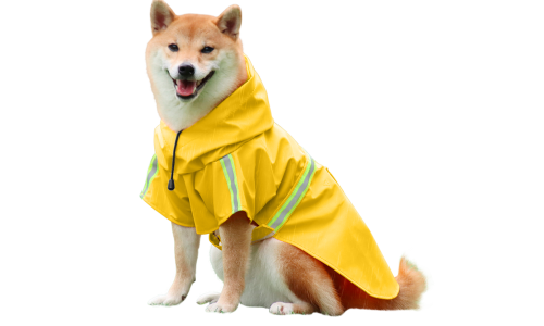 Shiba Inu dans un manteau imperméable jaune, bandes réfléchissantes, sangles faciles pour les promenades sous la pluie.