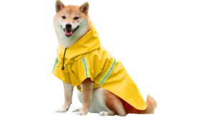Shiba Inu dans un manteau imperméable jaune, bandes réfléchissantes, sangles faciles pour les promenades sous la pluie.