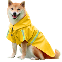 Shiba Inu dans un manteau imperméable jaune, bandes réfléchissantes, sangles faciles pour les promenades sous la pluie.