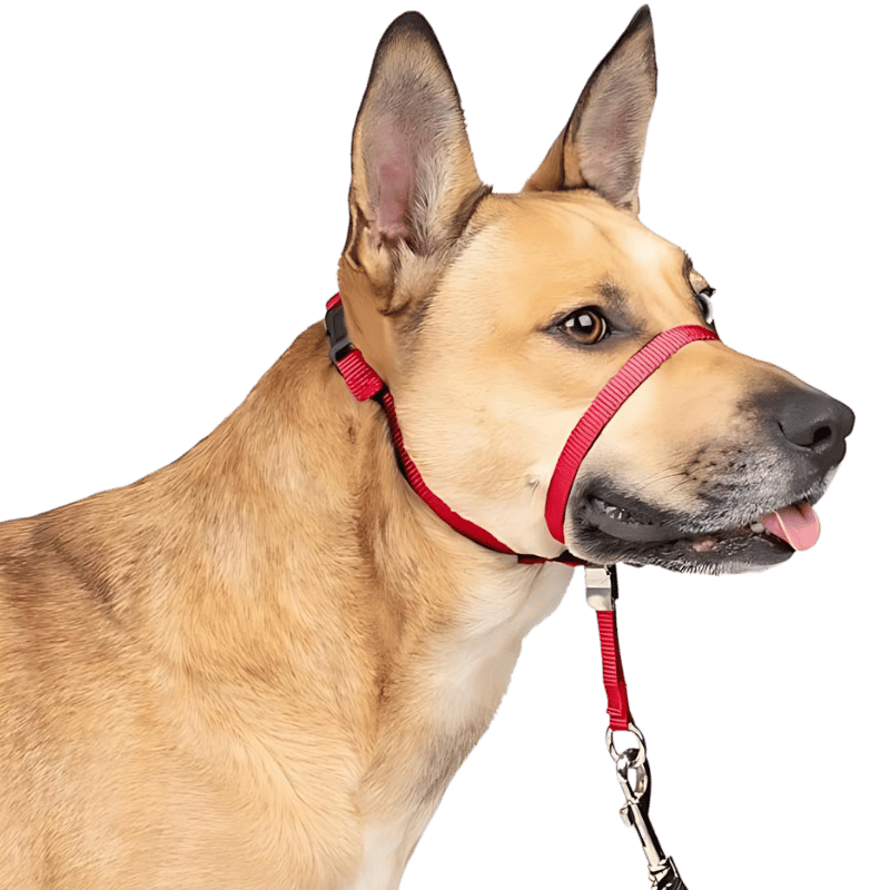 Collier Licou Antitraction pour Chien avec Sangle Muselière Rembourrée Collier de tête anti-traction rouge pour chien avec sangle ajustable noire et boucle de nez rembourrée, taille petite.