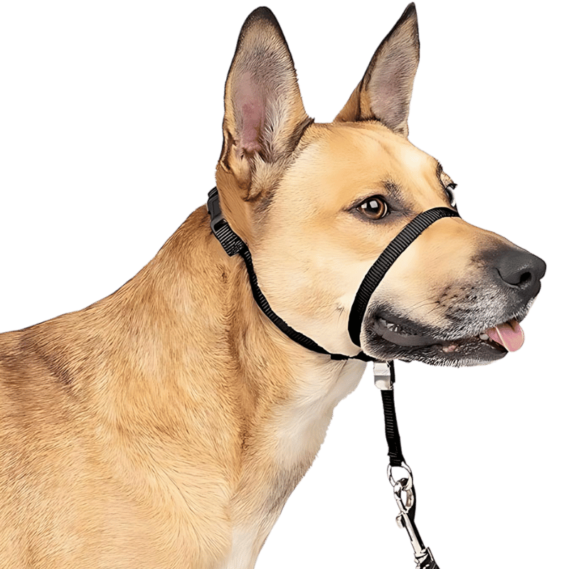 Collier Licou Antitraction pour Chien avec Sangle Muselière Rembourrée Collier de tête anti-traction noir pour chien avec sangle ajustable et boucle de nez rembourrée, taille petite.