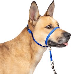 Collier de tête anti-traction bleu pour chien avec sangle ajustable noire et boucle de nez rembourrée, taille petite.