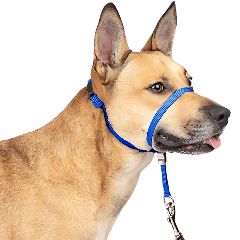 Collier Licou Antitraction pour Chien avec Sangle Muselière Rembourrée Collier de tête anti-traction bleu pour chien avec sangle ajustable noire et boucle de nez rembourrée, taille petite.