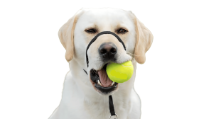 Collier de tête anti-traction noir pour chien avec sangle ajustable et boucle de nez rembourrée, taille grande.