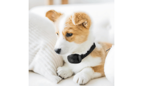 Collier anti-aboiement sans choc pour chien, design patte, rechargeable USB, étanche, autonomie jusqu’à 14 jours.