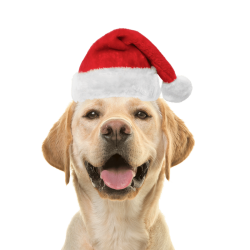 Bonnet de Père Noël pour...