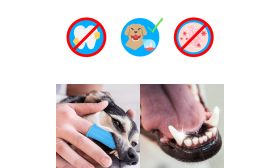 Brosse à Dents à Doigt en Silicone 360º pour Chiens