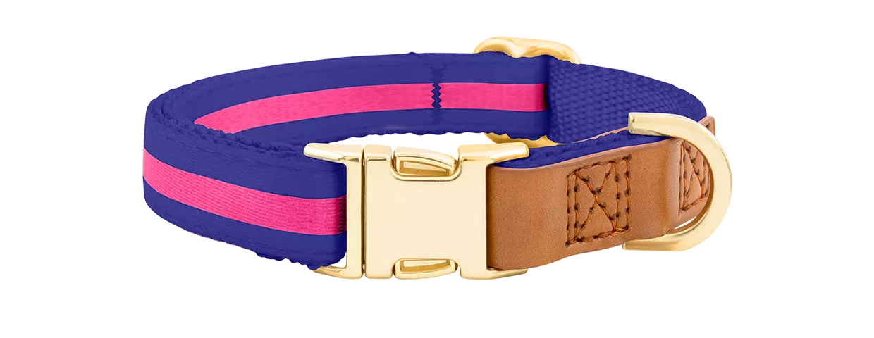 Collier pour Chien avec Boucle Dorée Gravée Collier chien bleu avec boucle métal dorée pour gravure du nom, 40-63 cm x 2,5 cm, avec anneau en D robuste.