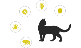 Pose facile d’un collier anti-puces naturel pour chat, réglable et ajustable pour un maintien sécurisé.