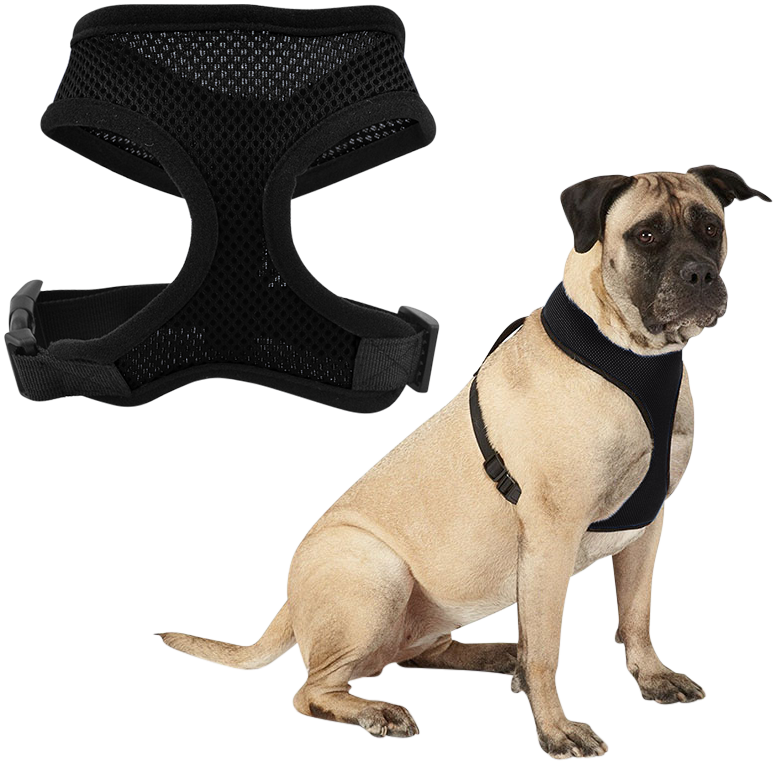 Harnais pour Chien Chien portant un harnais chien en mesh noir, léger, attaché à une laisse, montrant l’ajustement et le confort.