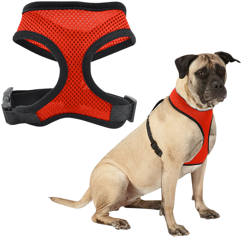 Harnais pour Chien Chien portant un harnais en mesh rouge, léger, attaché à une laisse, montrant l’ajustement et le confort.