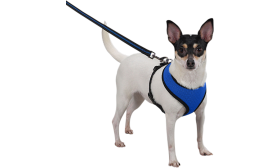 Harnais pour Chien Harnais chien en mesh bleu, léger, conçu pour le confort, avec sangles ajustables noires et clip durable.