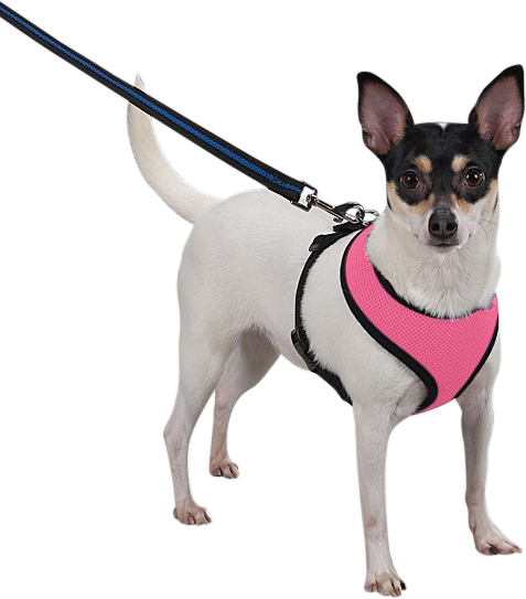 Harnais pour Chien Chien portant un harnais en mesh rose, léger, attaché à une laisse, montrant l’ajustement et le confort.